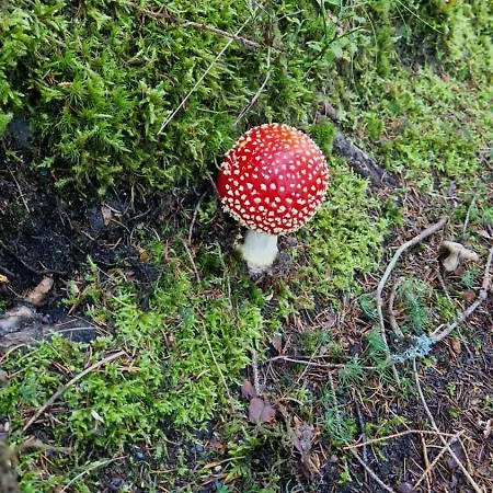 Marsovak Lejlighed Horní Maršov